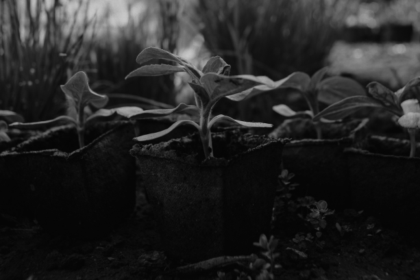 Bio-inspired processes and Systems